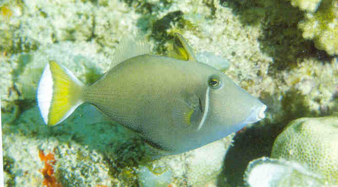 Sufflamen chrysopterum, adult, Mauritius; J.E. Randall, photo.