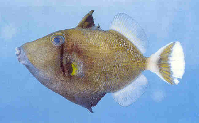 White-tail triggerfish, Sufflamen albicaudatum 60 mm, from Aliwal Shoal; a new record for southern Africa.