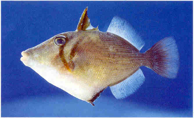 Boomerang triggerfish, Sufflamen bursa. 70 mm; common at Sodwana Bay adults extending south to at least Aliwal Shoal.