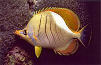 Yellowhead butterflyfish - Allan Townsend