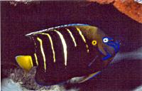 Yellowtail angelfish - Allan Townsend