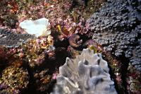 Paperfish and blackcheek moray - JE Viljoen